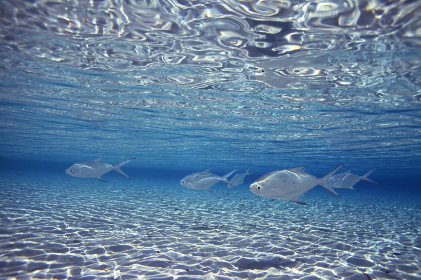 科學(xué)家利用單病毒粒子示蹤技術(shù)揭示海水魚(yú)類(lèi)病毒侵染機(jī)制